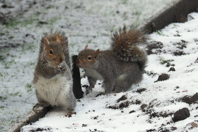 Grey Squirrels, Baillieston, Glasgow