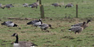 Barnacle Goose, Wards Pond, Clyde