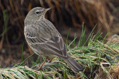 Scandinavian Rock Pipit, Havoc Shore-Dumbarton, Clyde