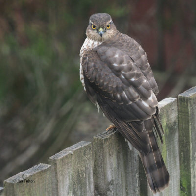 Sparrowhawk, Baillieston, Glasgow