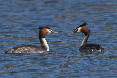 Great Crested Grebes, Linlithgow Loch, Lothian