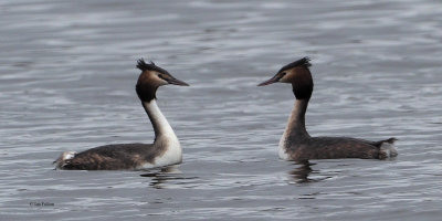 Great Crested Grebe, Hogganfield Loch, Glasgow