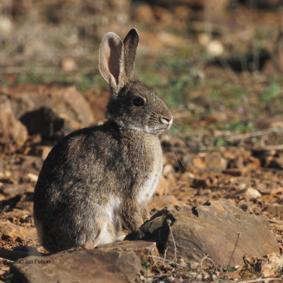 Rabbit, Pealajo