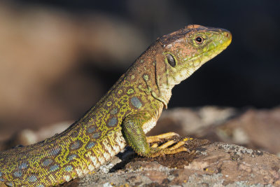Ocellated Lizard,Pealajo