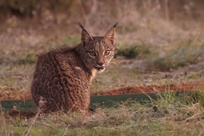 Iberian Lynx, Pealajo