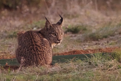 Iberian Lynx, Pealajo