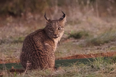 Iberian Lynx, Pealajo