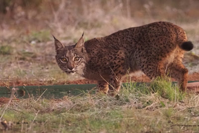 Iberian Lynx, Pealajo