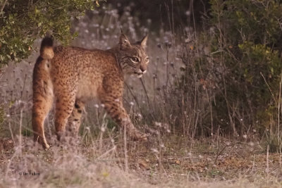 Iberian Lynx, Pealajo