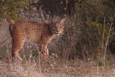 Iberian Lynx, Pealajo