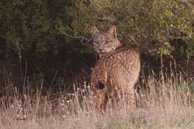 Iberian Lynx, Pealajo