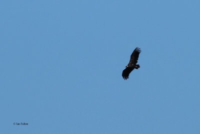 Black Vulture, Pealajo