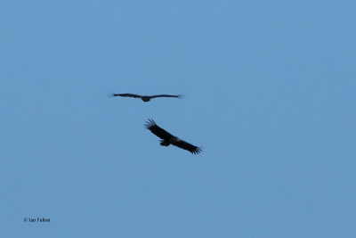Black Vulture, Peñalajo