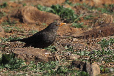 Blackbird, Peņalajo