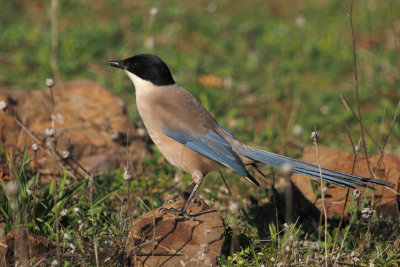 Azure-winged Magpie, Peņalajo