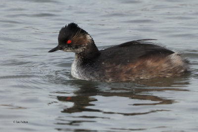Black-necked Grebe, Laguna de Navaseca, Daimiel