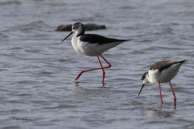 Black-winged Stilt, Laguna de Navaseca, Daimiel