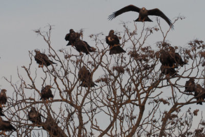 Black Kites, Laguna de Navaseca, Daimiel