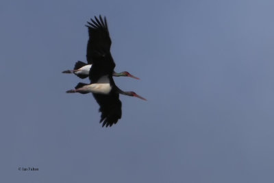 Black Stork, Parq Nacional de las Tablas de Daimiel