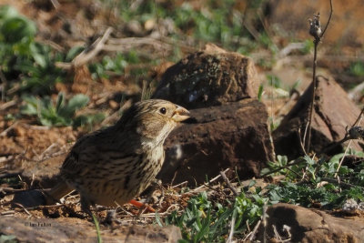 Corn Bunting, Peņalajo