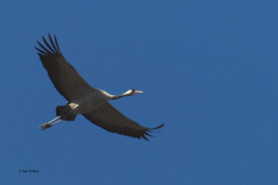 Common Crane, Parq Nacional de las Tablas de Daimiel