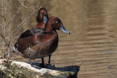 Ferruginous Duck, Parq Nacional de las Tablas de Daimiel