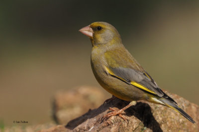 Greenfinch, Peñalajo
