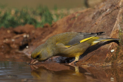 Greenfinch, Peņalajo