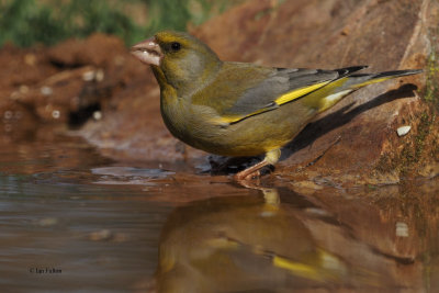 Greenfinch, Peñalajo