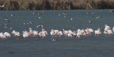Greater Flamingo, Laguna de Navaseca, Daimiel