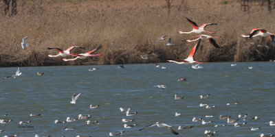 Greater Flamingo, Laguna de Navaseca, Daimiel