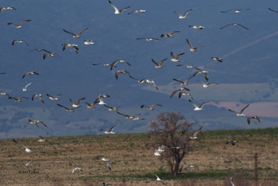 Gulls, Laguna de Navaseca, Daimiel