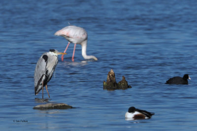 Grey Heron, Laguna de Navaseca, Daimiel