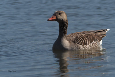 Greylag Goose, Laguna de Navaseca, Daimiel