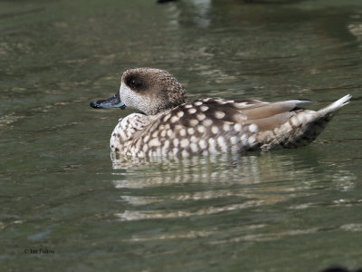 Marbled Duck, Parq Nacional de las Tablas de Daimiel