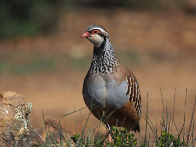 Red-legged Partridge, Peñalajo