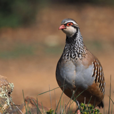 Red-legged Partridge, Peñalajo