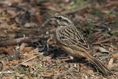 Rock Bunting, Peņalajo