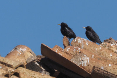 Spotless Starling, near Campo de Criptana