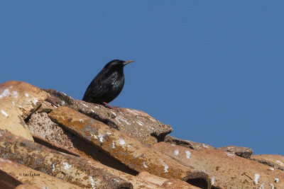 Spotless Starling, near Campo de Criptana