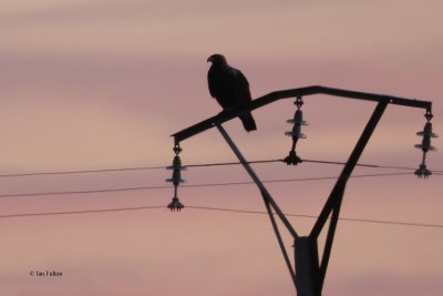 Spanish Imperial Eagle, Peņalajo