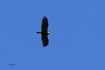 Spanish Imperial Eagle, Peñalajo