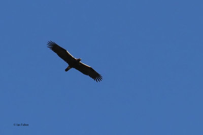 Spanish Imperial Eagle, Peņalajo