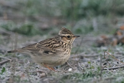 Wood Lark, Pealajo