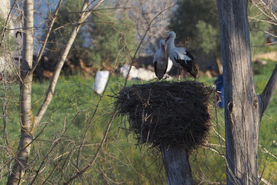 White Stork, Parq Nacional de las Tablas de Daimiel