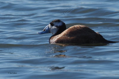 White-headed Duck, Laguna de Navaseca, Daimiel
