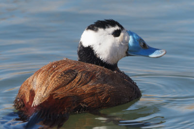 White-headed Duck, Laguna de Navaseca, Daimiel