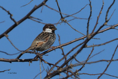 Spanish Sparrow, Laguna de Navaseca, Daimiel