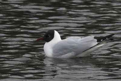 Black-headed Gull, Auchinlea Park pond, Clyde