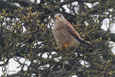 Kestrel, Easterhouse, Clyde